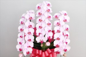 胡蝶蘭を通販で取り扱う【EFLA エフラ】ではプレゼントにおすすめの様々な商品をご用意