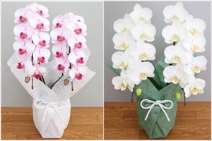 お供え用の花も【EFLA エフラ】におまかせ〜胡蝶蘭は葬儀やお供えにも使えます〜