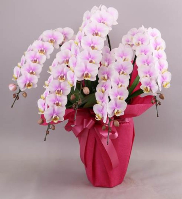 胡蝶蘭を通販で購入するメリット1「新鮮な花を購入できる」