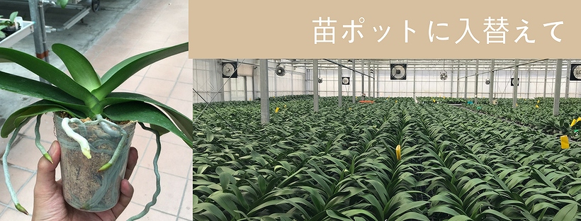 台湾での胡蝶蘭ポット苗のイメージ