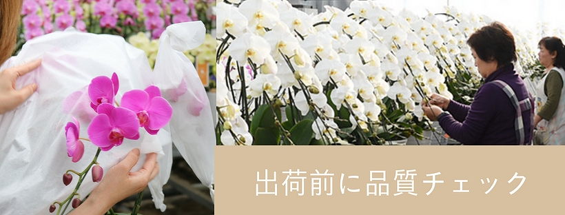 胡蝶蘭の品質チェックイメージ