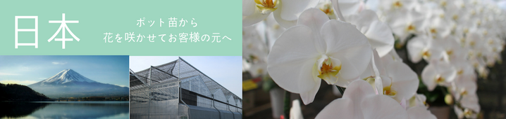 日本と胡蝶蘭農場のイメージ